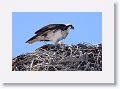 Day6-AM-GuerroNegro - 24 * Ospreys. * Ospreys.